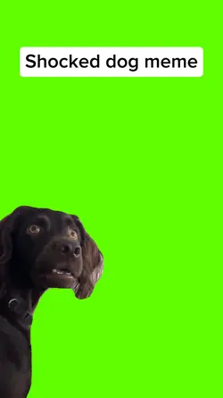 Shocked dog - remake