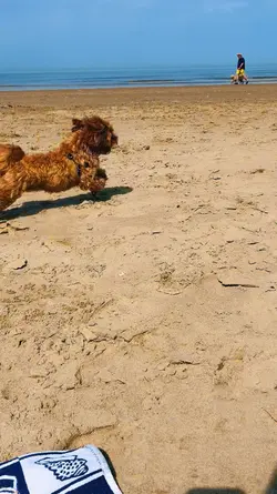 Beach day dog