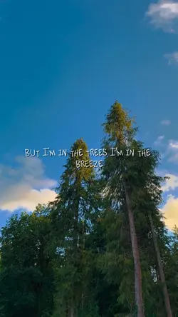 In The Trees 🌳 