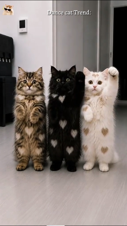 Dance Trend