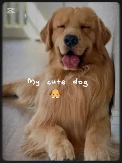 My Cute Dog 