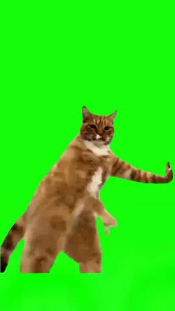 Funny Cat Meme