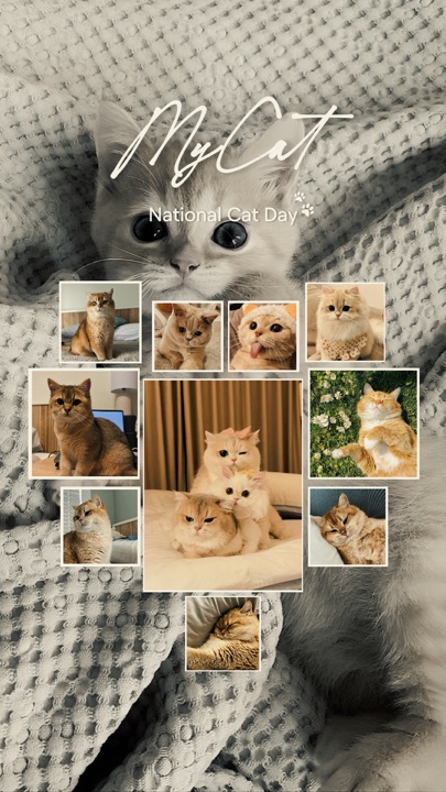 Liebe Katze