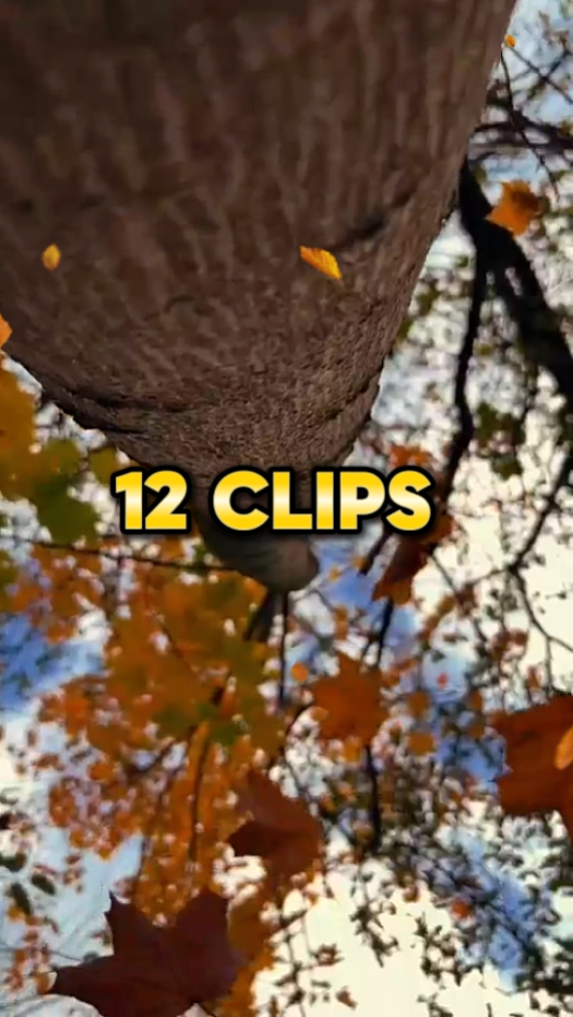 Autumn Leaves 
