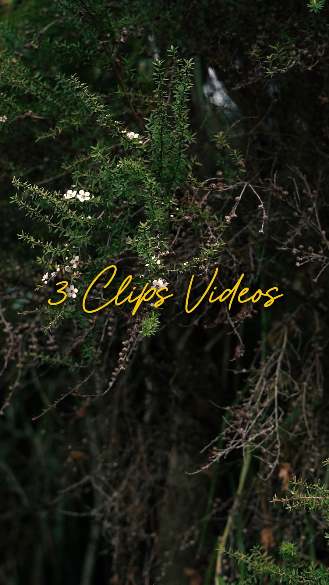 Vídeo Cinematográfico 3