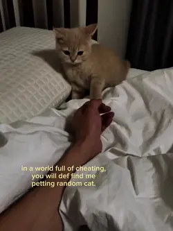 cute cats