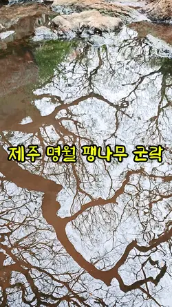 제주 명월리 팽나무 군락지