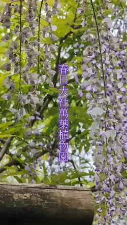 春日大社萬葉植物園の藤