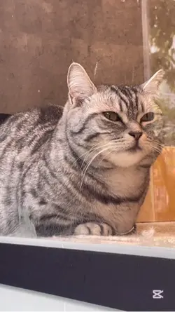 どうにもとまらない