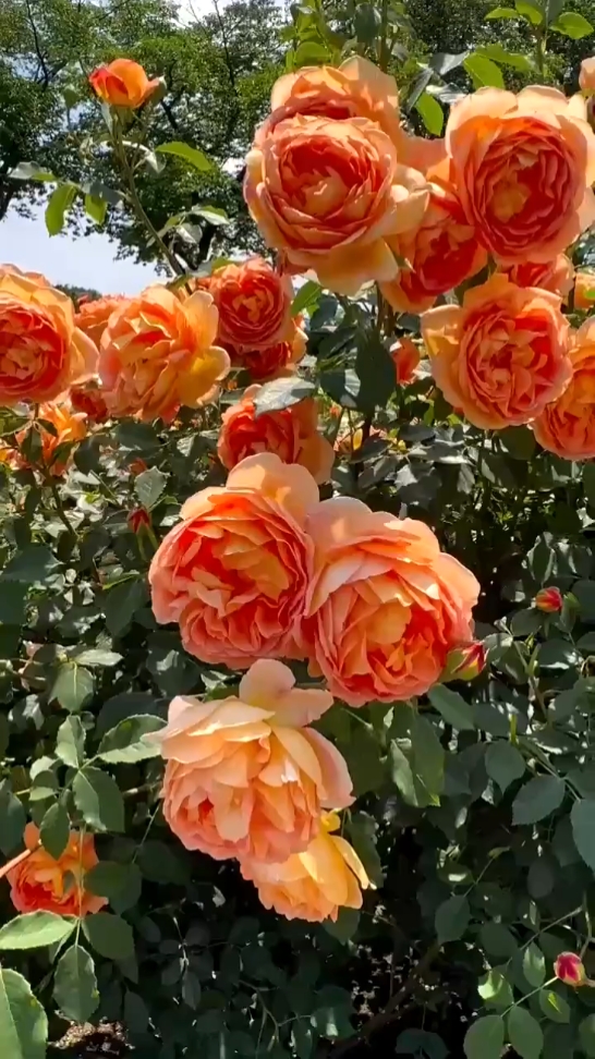 Flower Lover 