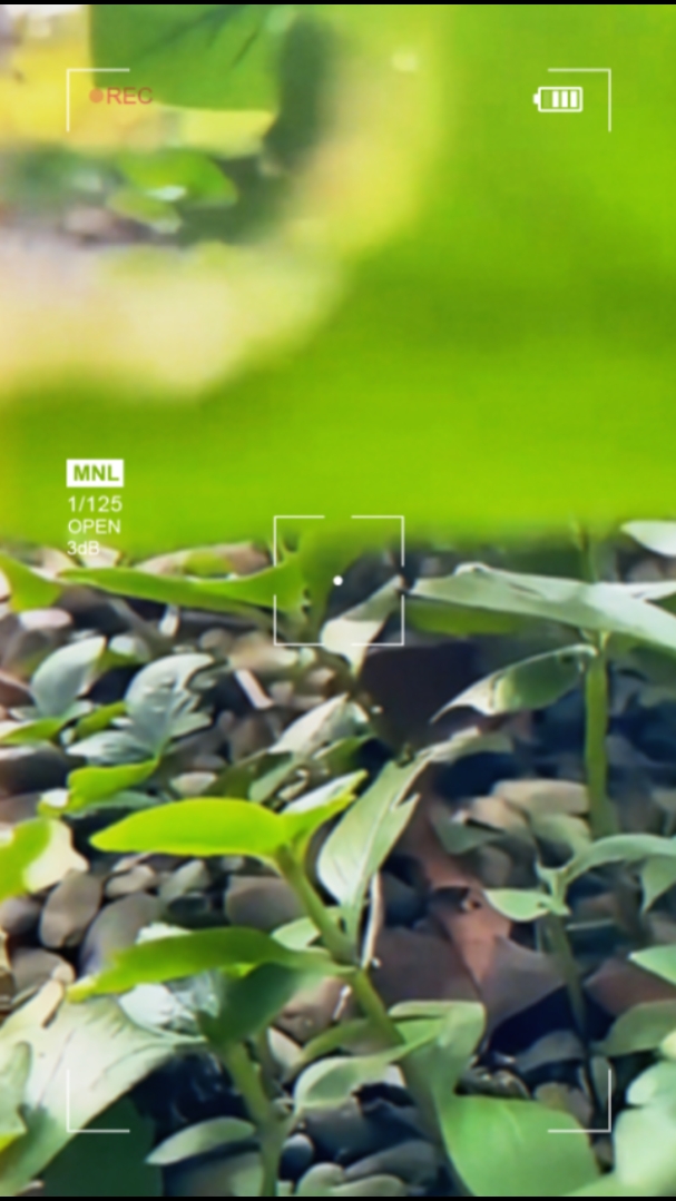 Garden Story