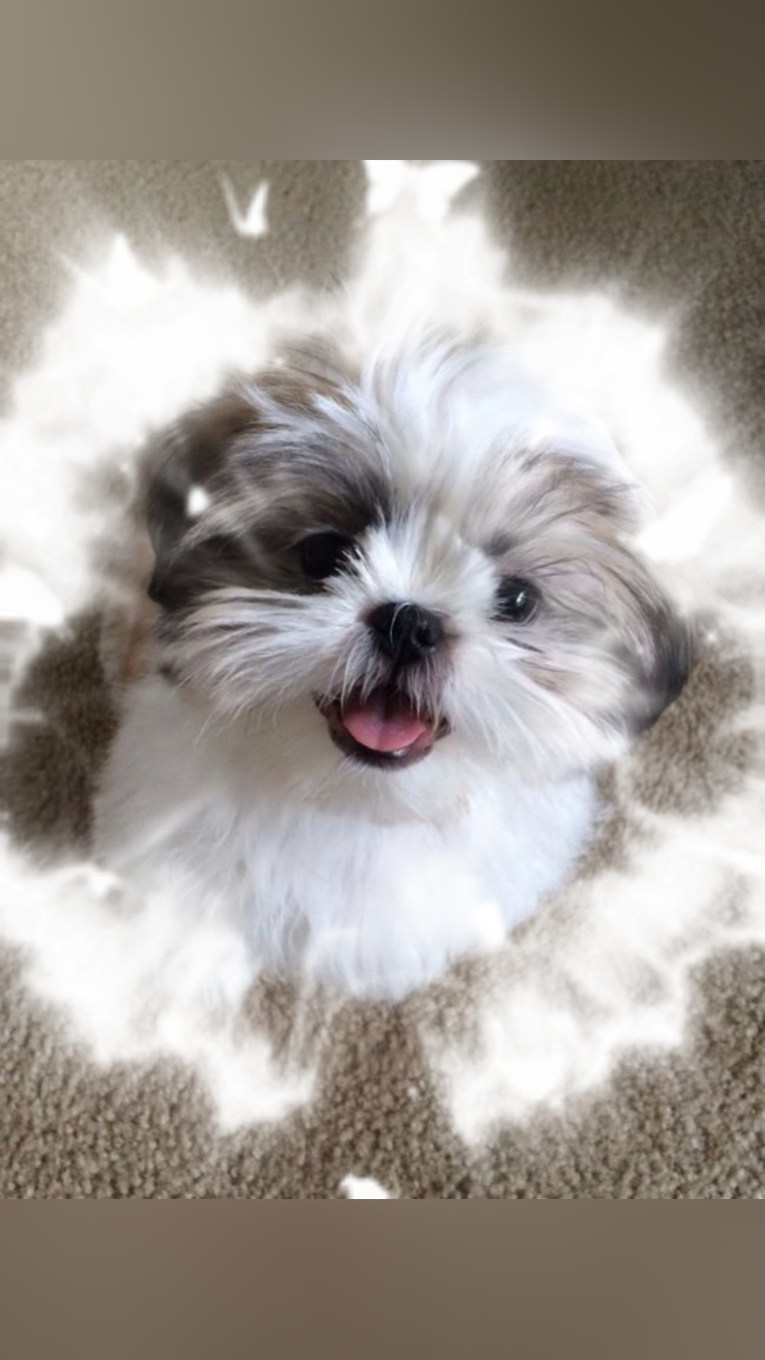3 PICTURES OF A DOG