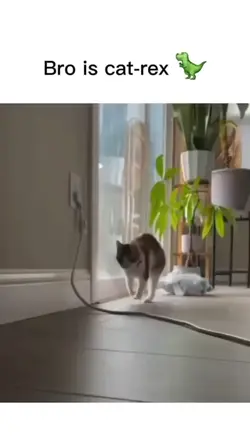 Cat Rex