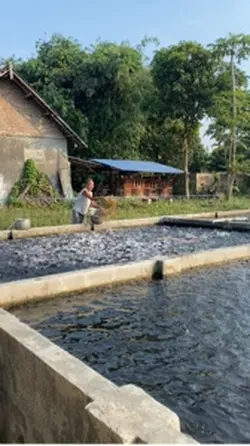 jalur pacu lele