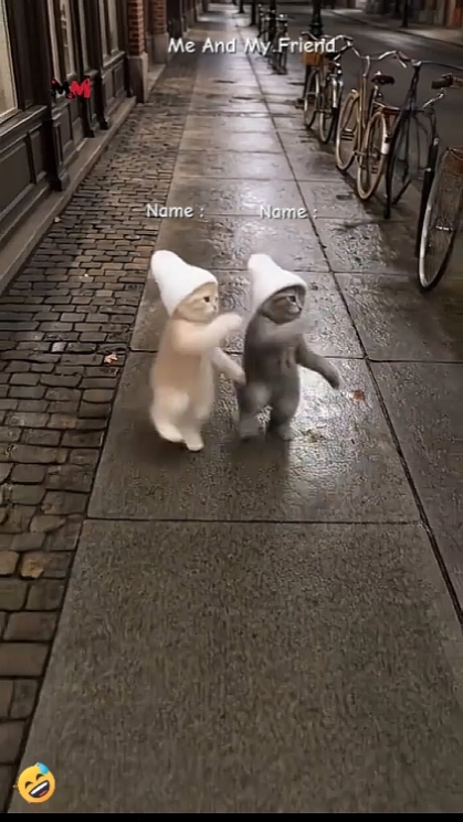 Kucing menari yang lucu.? 