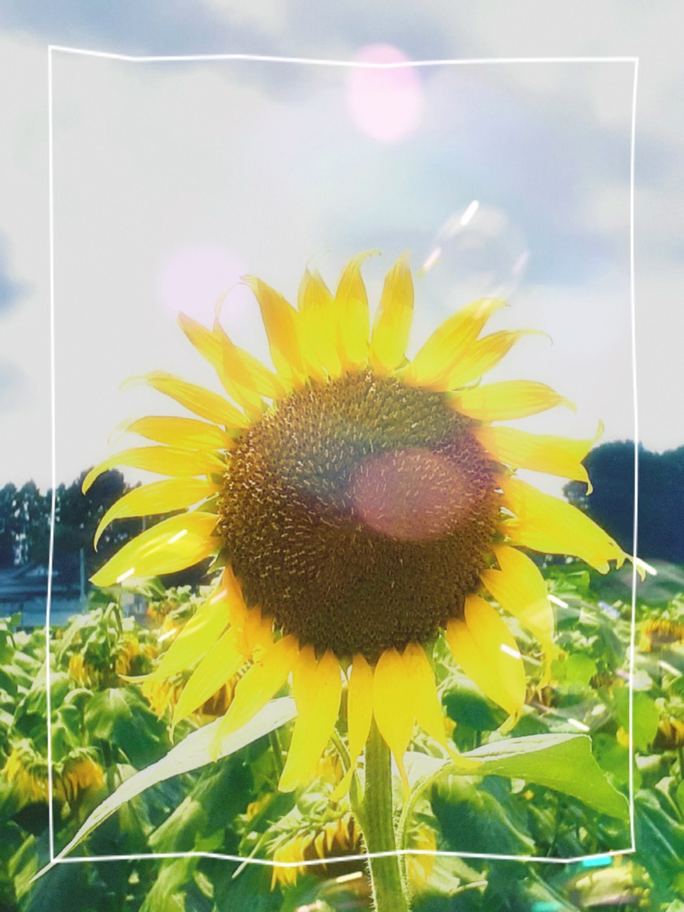 元気になるテンプレート