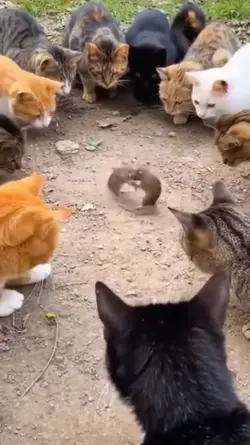 funny animal haha