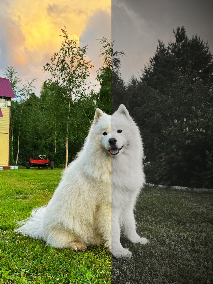Süßer Hund