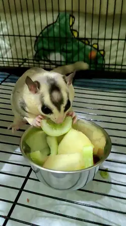 Anabul makan
