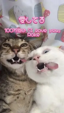 100万回の I love you