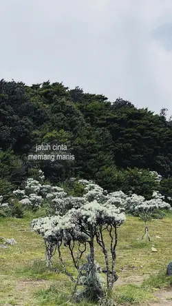 jatuh cinta memang m