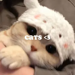 Cats <3