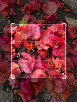 Flores 🌺 