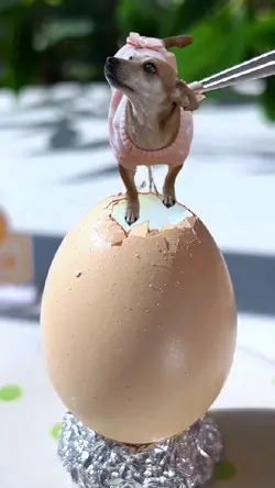 Egg Meme🥚