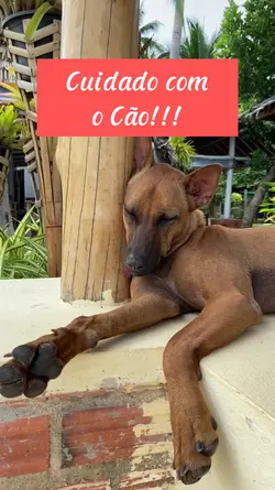Cuidado com o cão