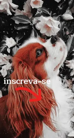 foto linda de animal