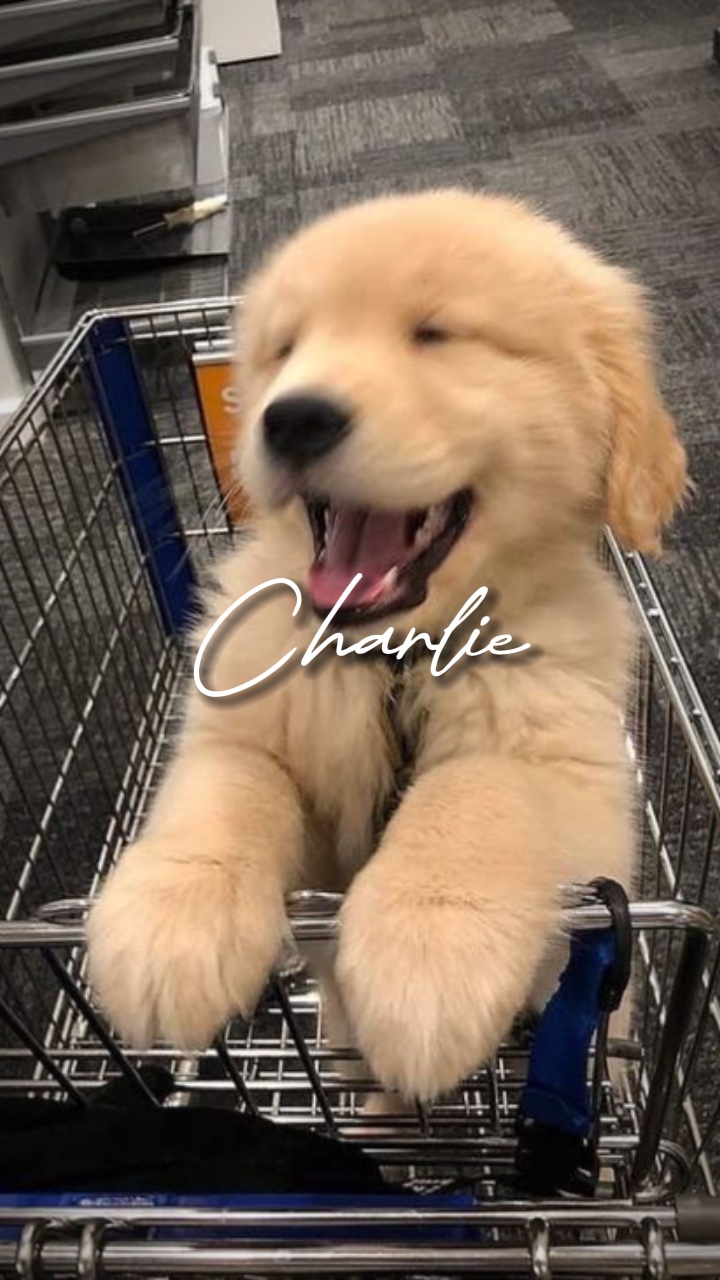 TU MASCOTA ❤️