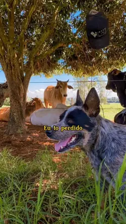tipografia pecuária