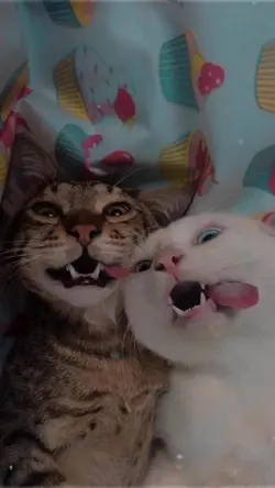 foto do seu pet 