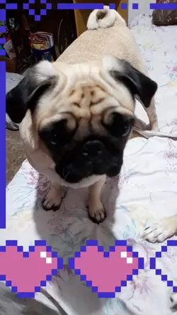 fofoqueiros um recad