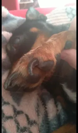 Parece um ursinho!!!