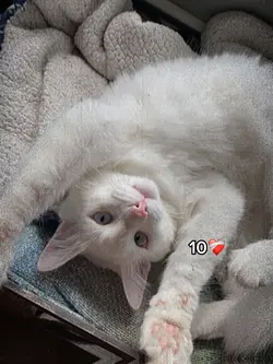 Trend do pet 🐾