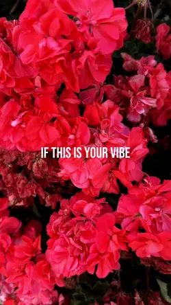Trend Reel βVibeβ