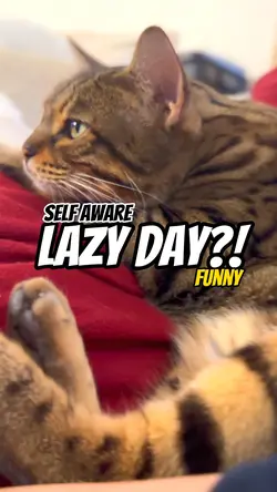 Lazy day?!? 