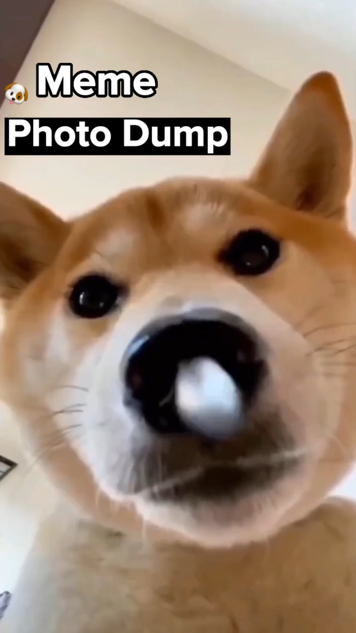 Meme Intro 🐶