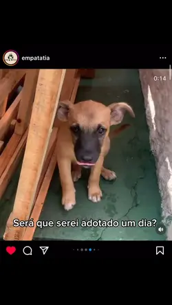 Adoção de pet