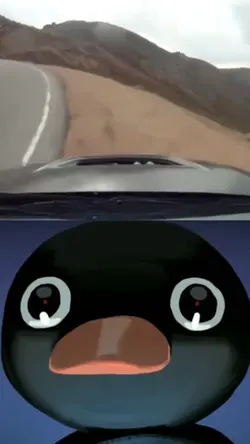 NOOT NOOT 
