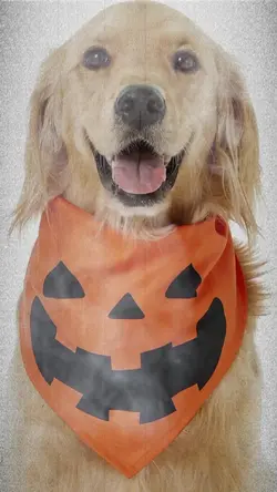 Halloween Pet
