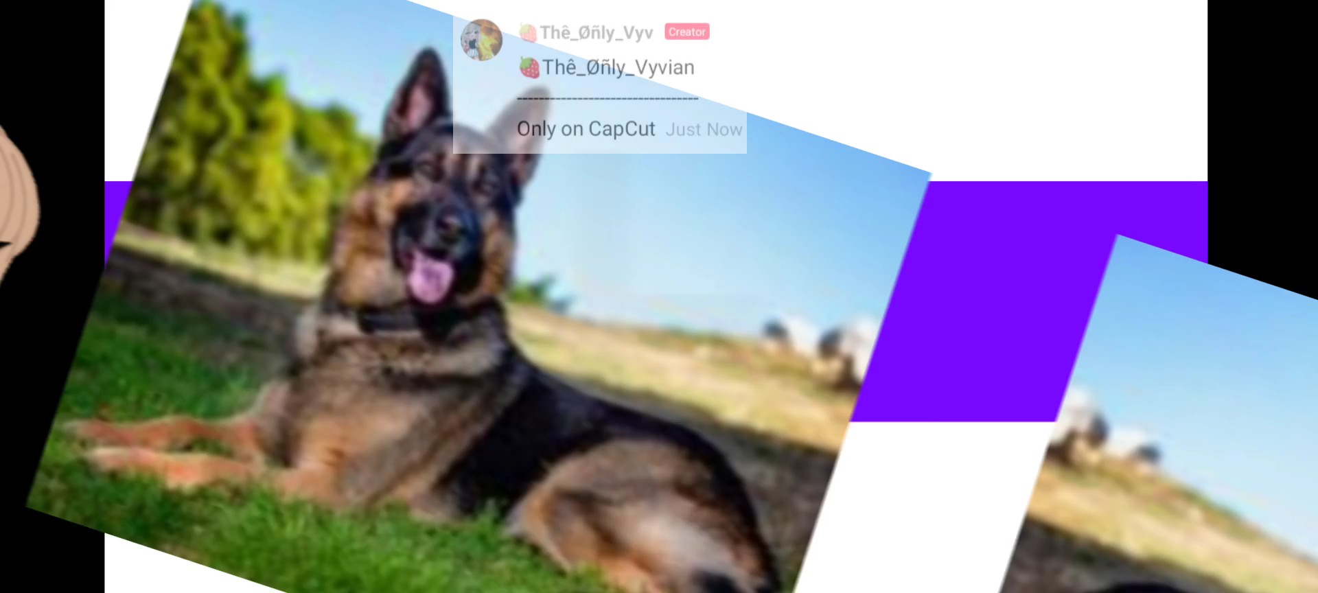 Ich habe Deutscher Schäferhund