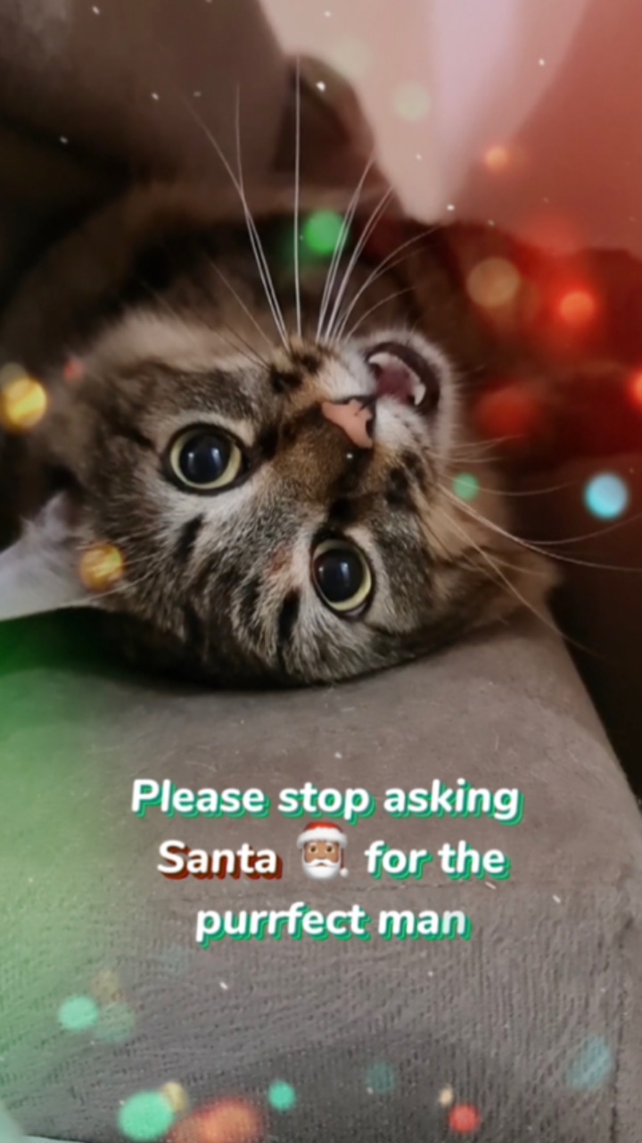 Purrfecto