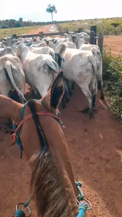 pecuária Brasil 