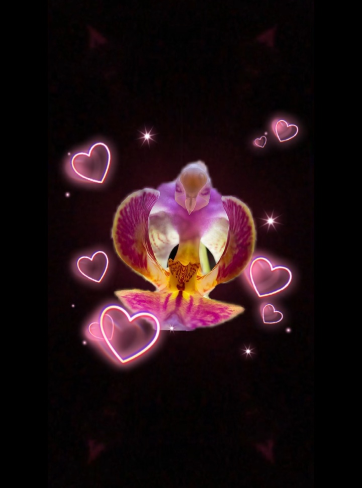 Beautiful flowers