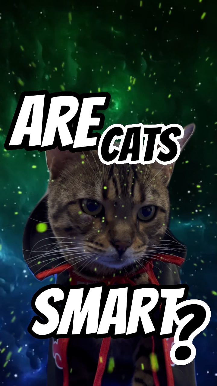 Sind Katzen schlau?!
