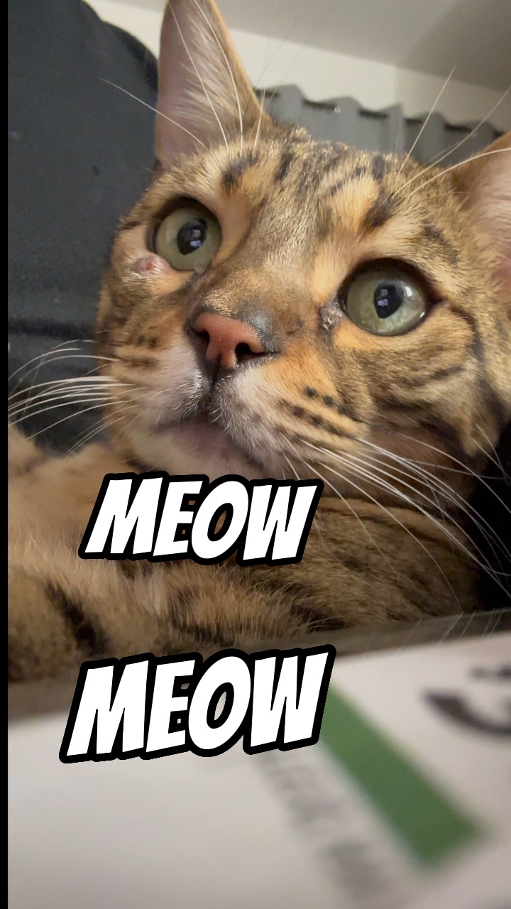 Meow meow 