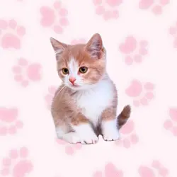 kitty cat☆