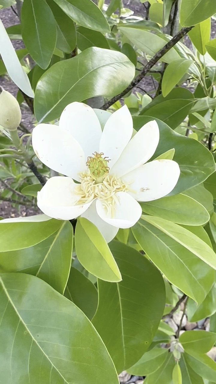 Weiße Blume